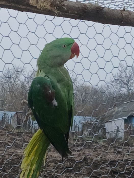 Vând marele alexandru