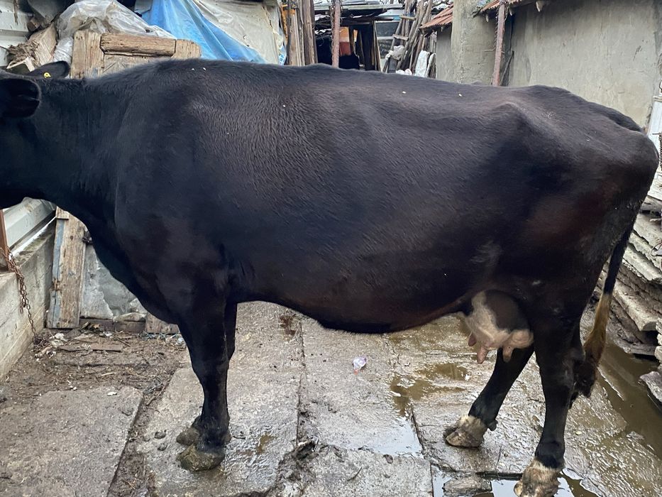 Vacă de vânzare, vârstă 6 ani