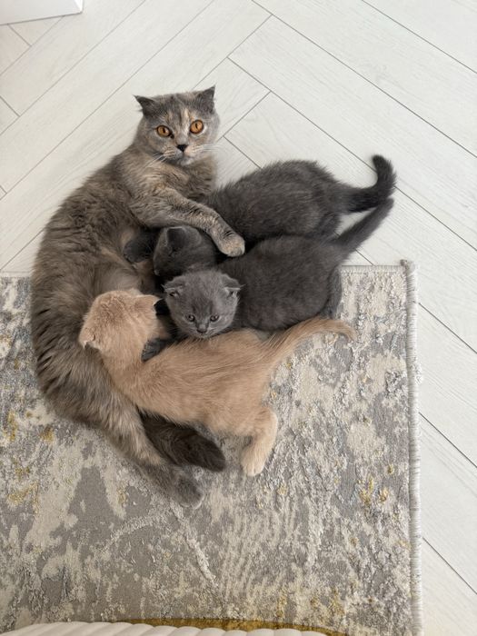 Британский скотиш фолд