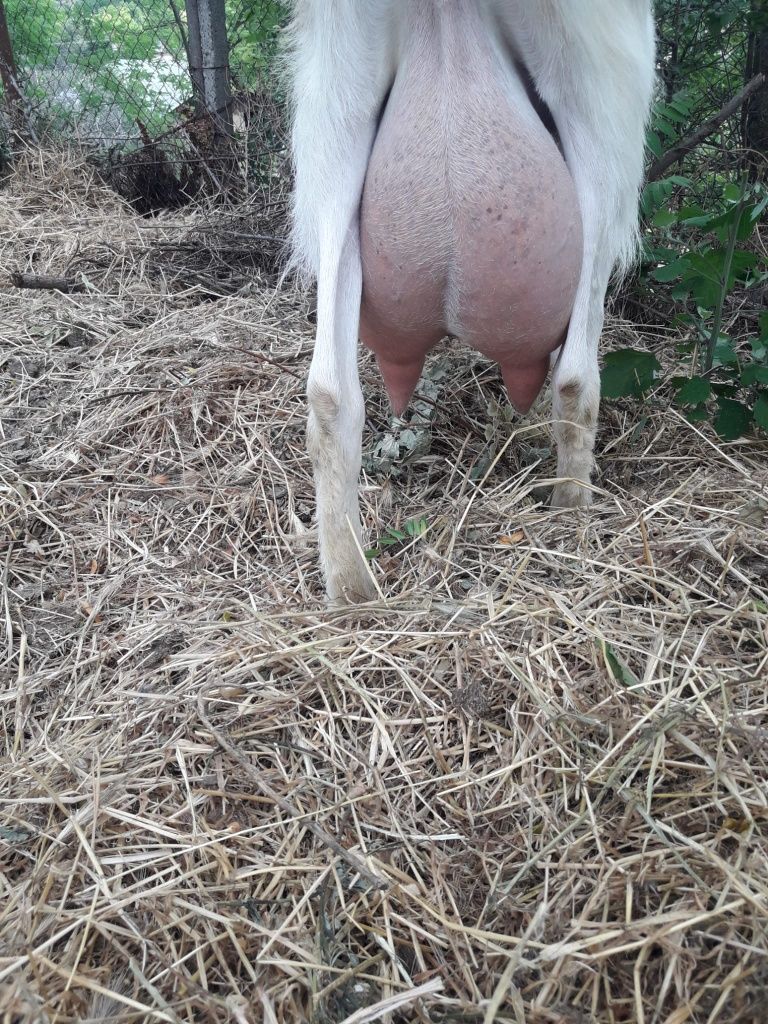 Vand capre si iezi Saanen