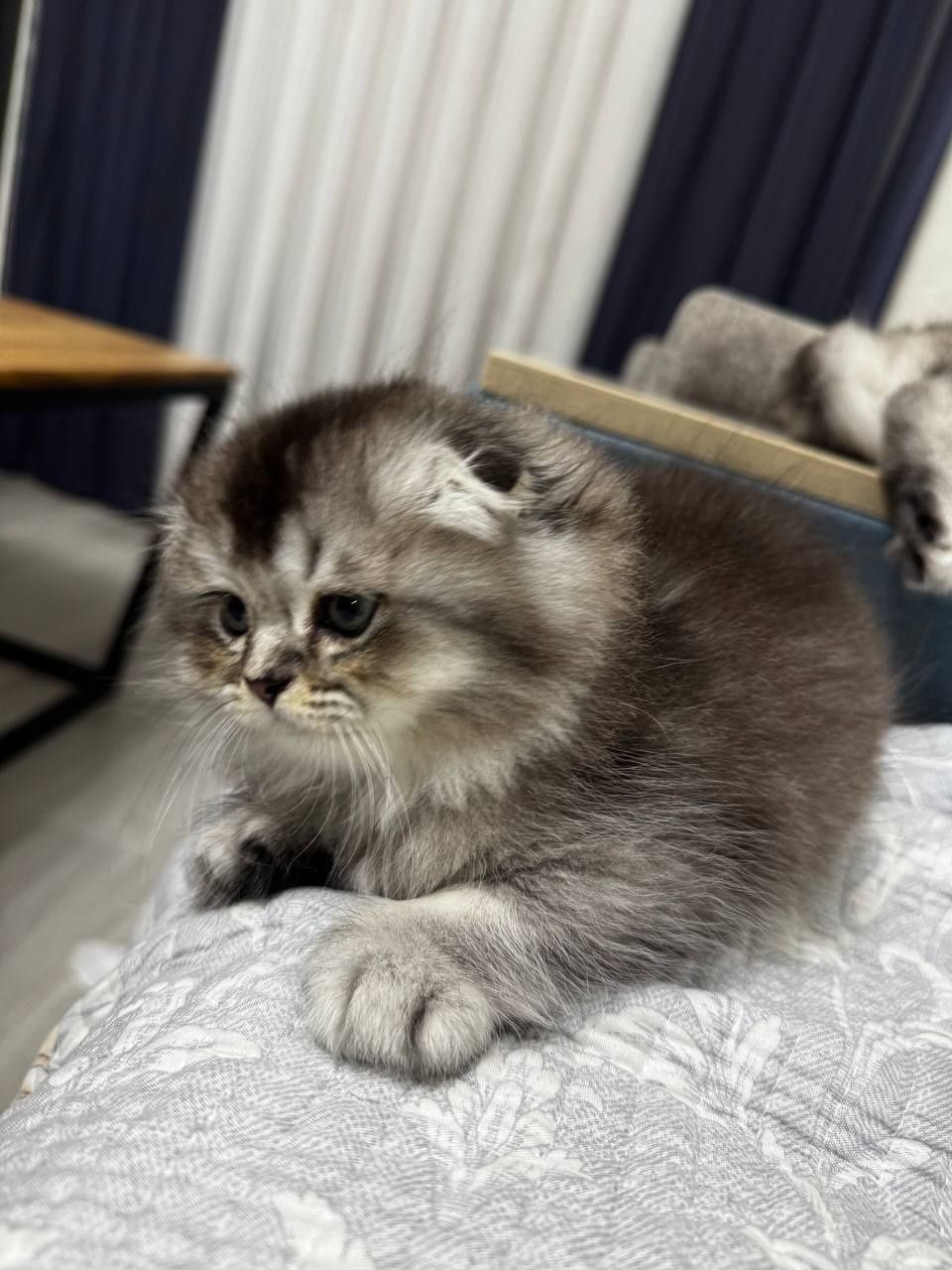 Шотланские котята от правильной вязки