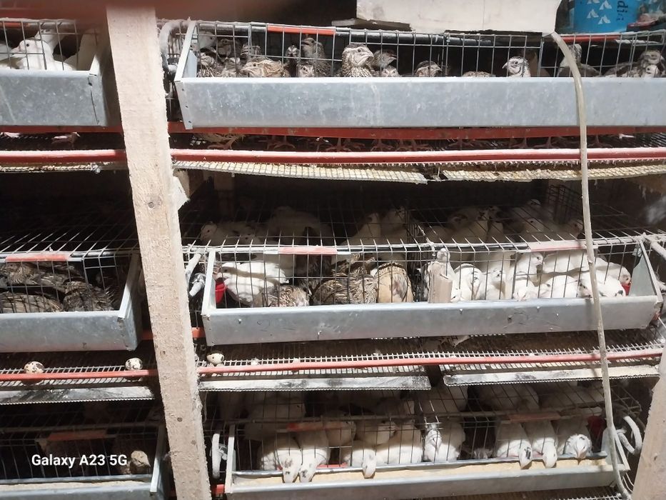 Prepelițe gigant polar, japoneze și jumbo gold