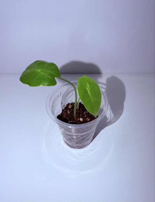 Алоказия, комнатные растения, комнатные цветы