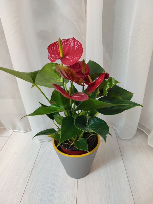 Антуриумы ( Мужское счастье) 40-45 см / белые и красные
