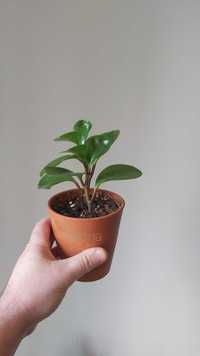 Peperomia Obtusifolia - Planta de apartament