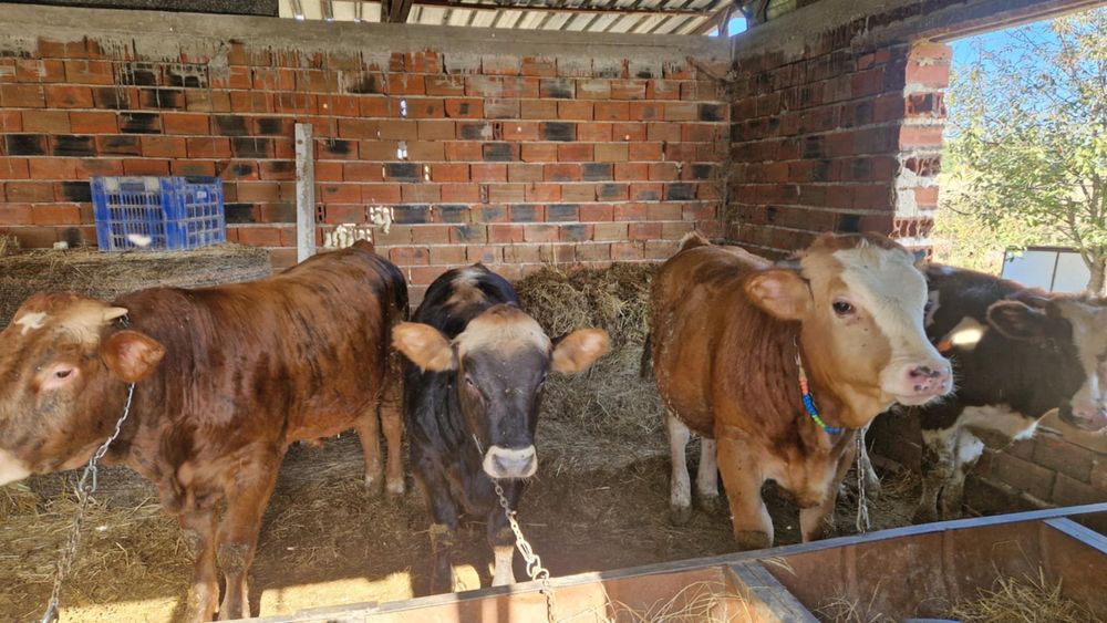 Продавам Телета цена 10 лв.