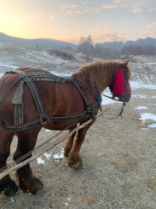 Vând armăsar 3ani sau schimb pe oi