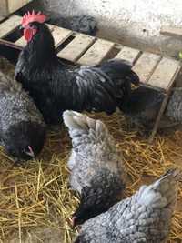 Oua Australorp pentru incubat