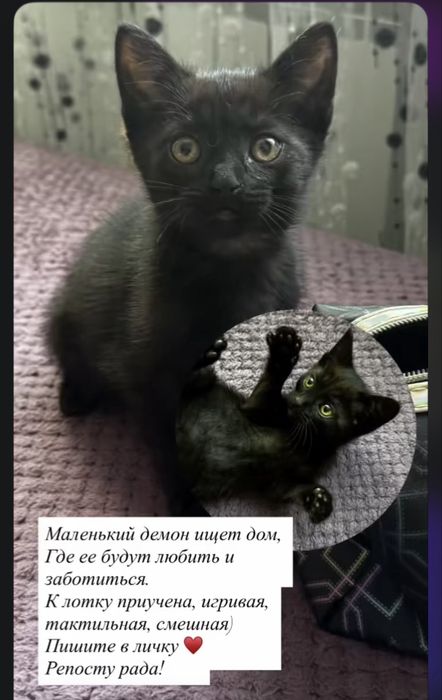 Отдам добрые руки, оплачу стерилизацию