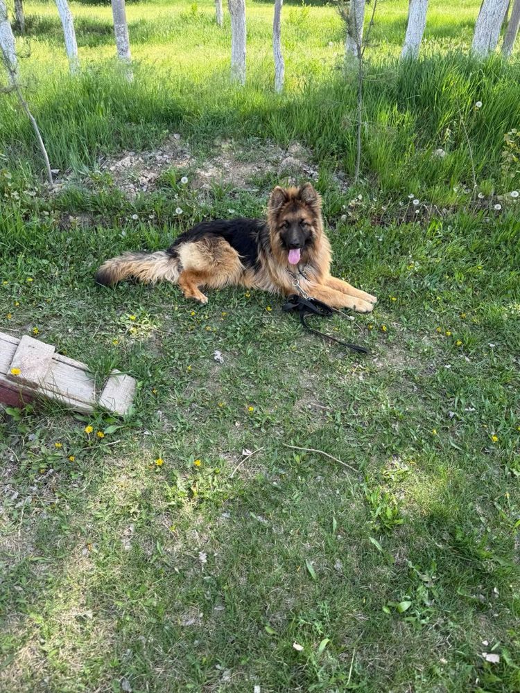 Немецкая овчарка чистокровный с паспорнот