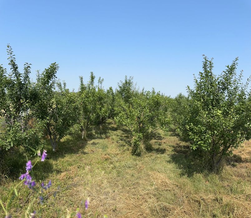 Vând Casa Sere Livada Teren 6700mp afacere jud.DB sat Bujoreanca