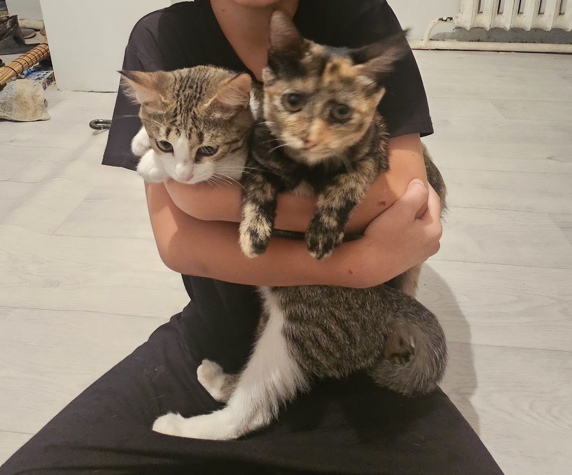 Кошки милые девочки