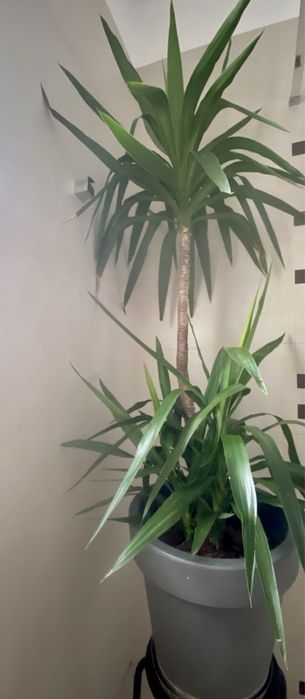 Yucca 1, 75 cm, cu 2 pui, cu tot cu glastra