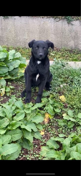 Catelusa spre adoptie