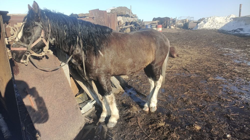 Продам жеребца..