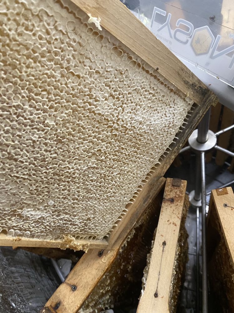 Faguri cu miere, produs 100% natural