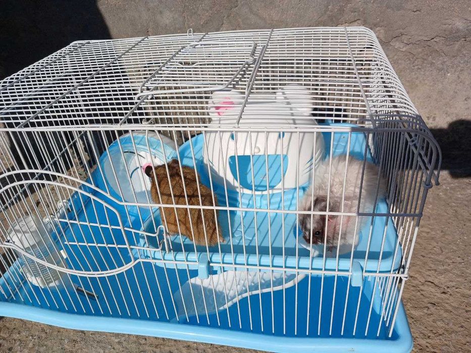 Xomyak 2 ta, qafasi bilan