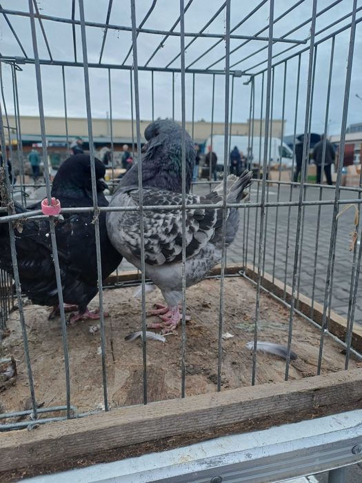 Porumbei kingi de vânzare