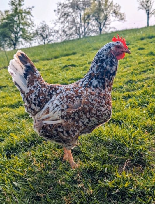 Шведская цветочная/ тауык жок