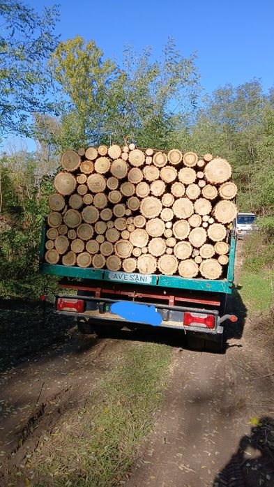 Lemn pentru foc salcam