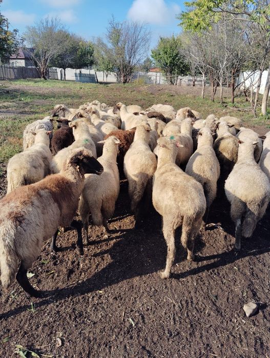 Vând 34 de oi grase