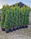 Plante ornamentale naturale tuia