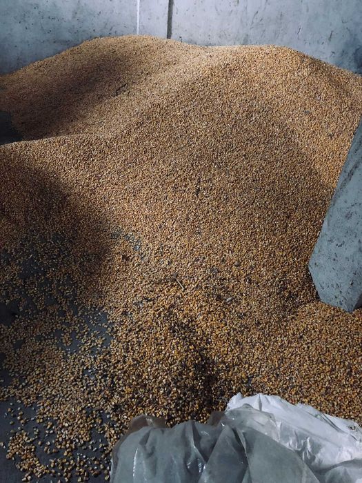 Vand porumb, 1.50 lei/kg