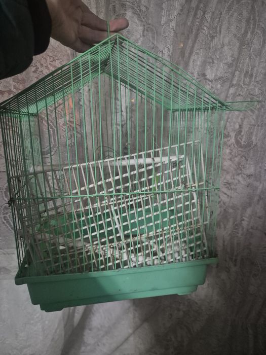 Cusca canari / papagali