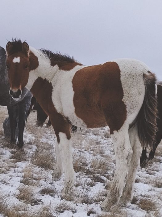 Жабағы жылқы соғым