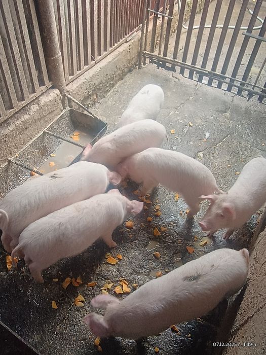 Малки   Прасенца