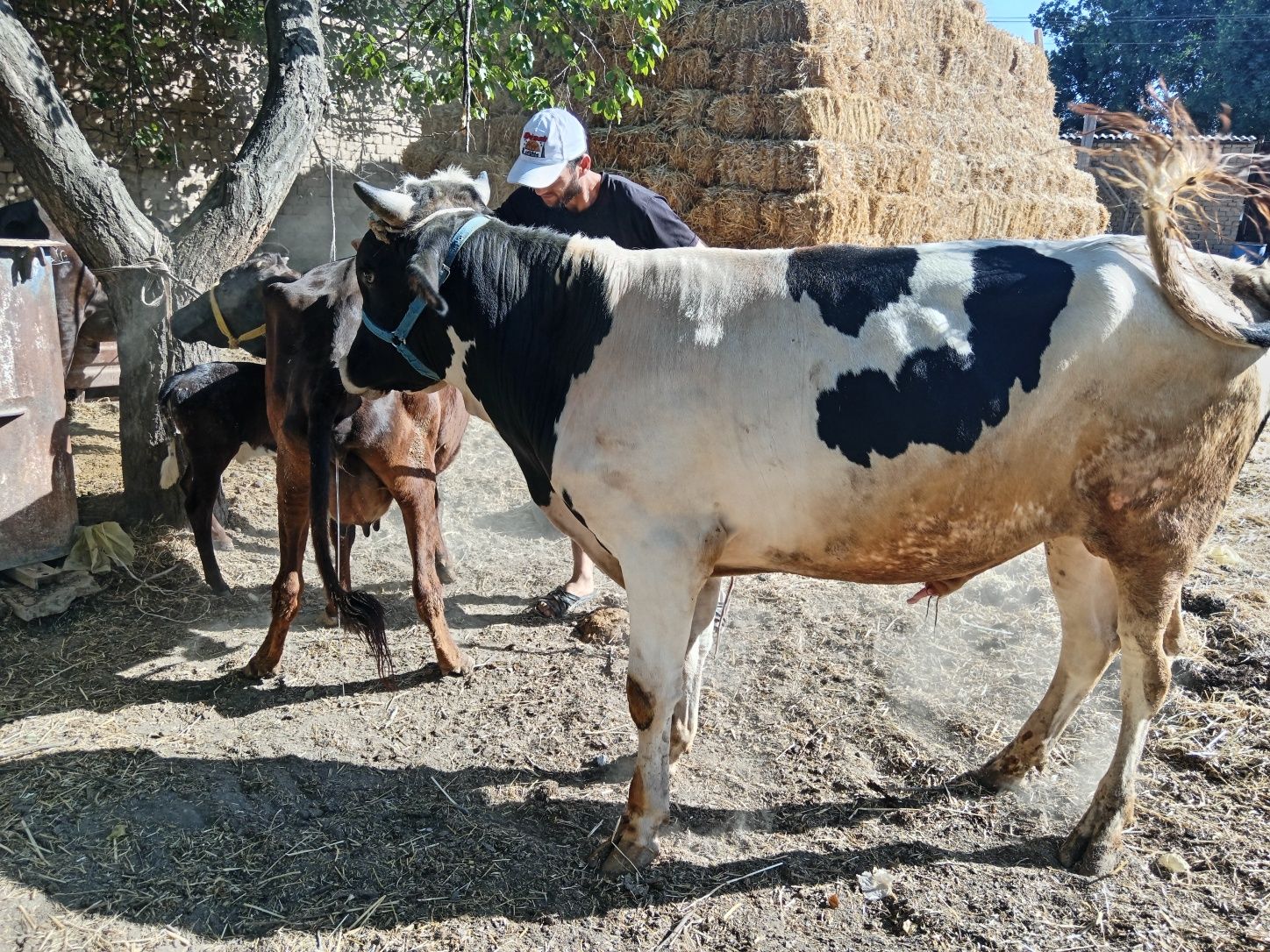 Zotga buqa sotladi