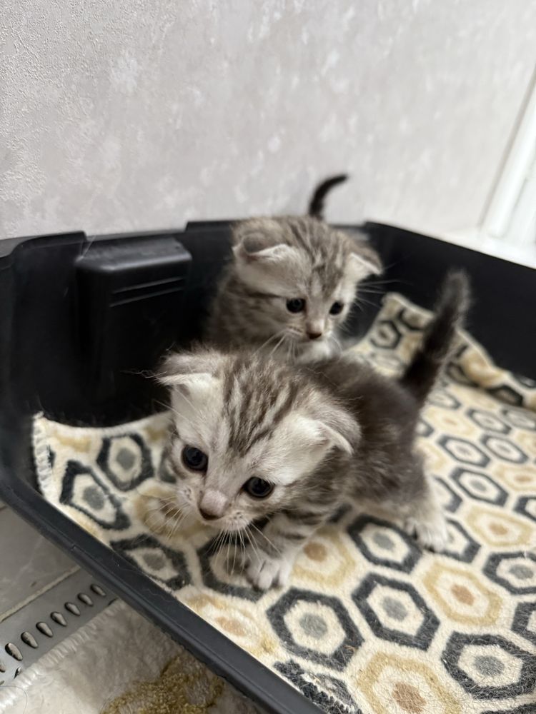 Продает кошка вислоухие.