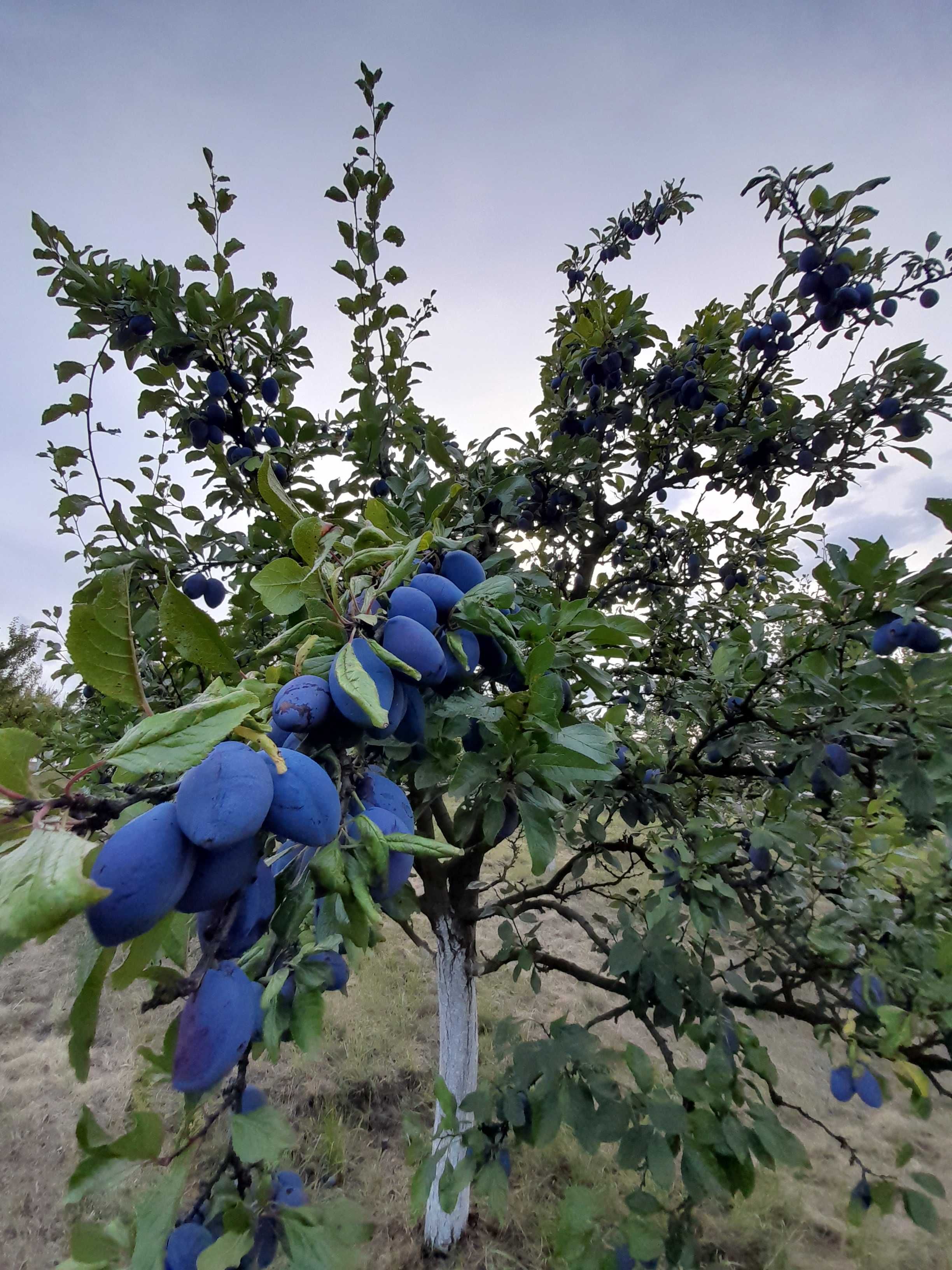 Prune stanley pentru consum- Zăbrani