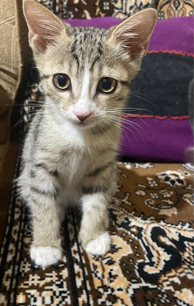 Отдаем котят БЕСПЛАТНО