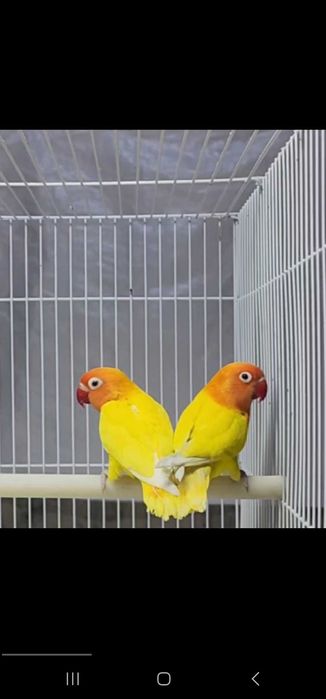 Nerazluchka Maska Lutina Paralar Неразлучники Маска Лутина Пари