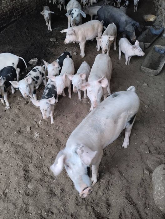 Прасета големи и малки