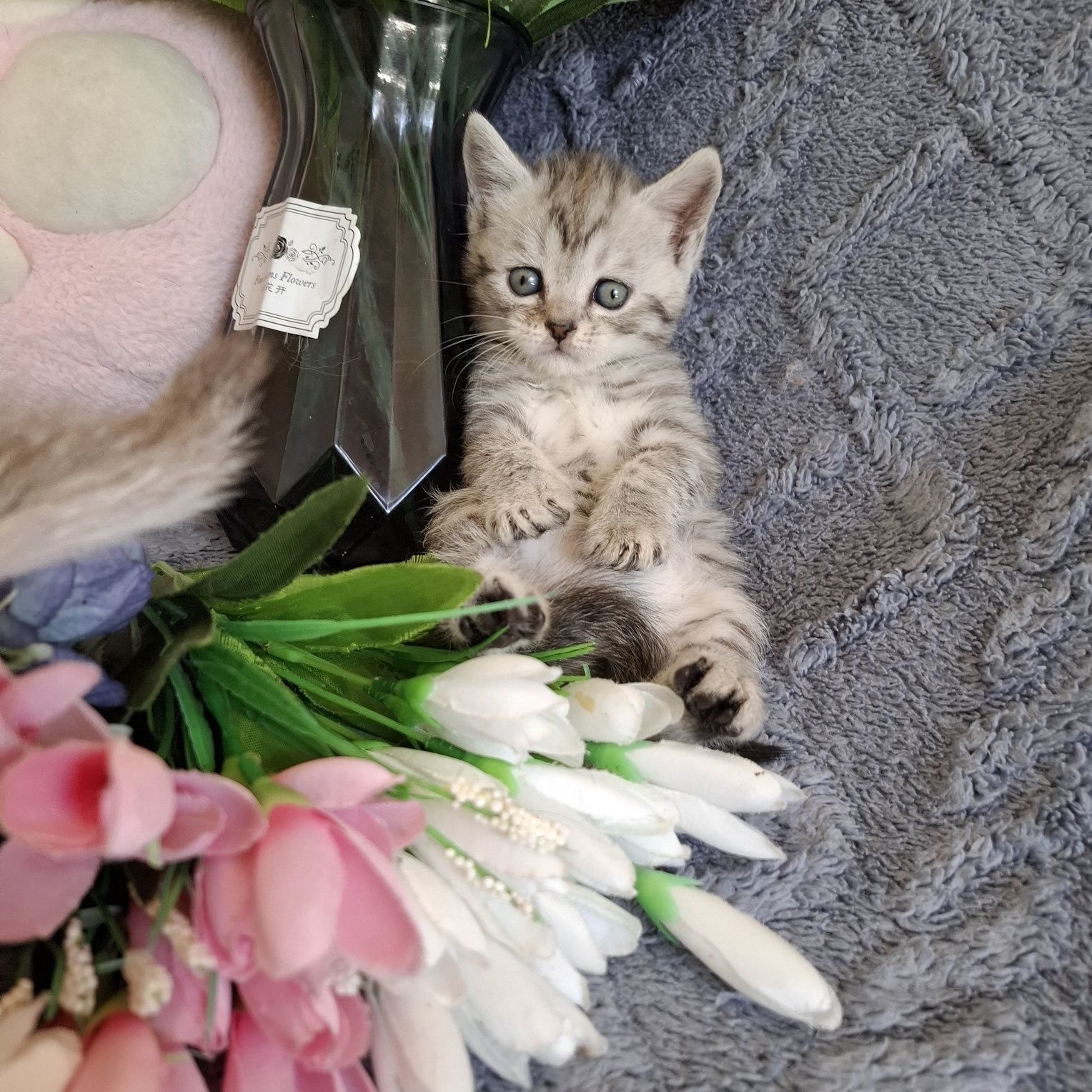 Чистокровные британские котята