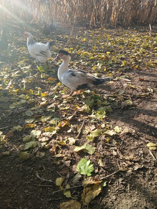 Rate mute de vanzare