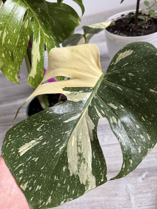 Комнатные растение