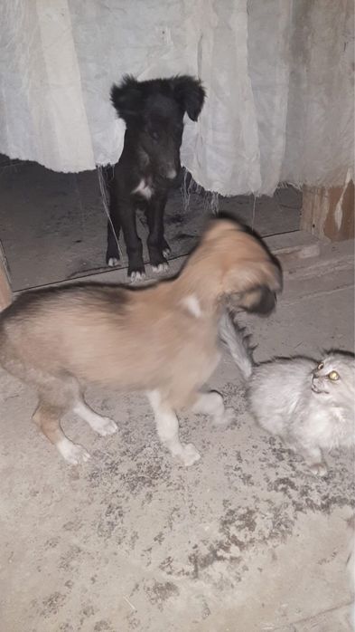 тазы кабель и сучка