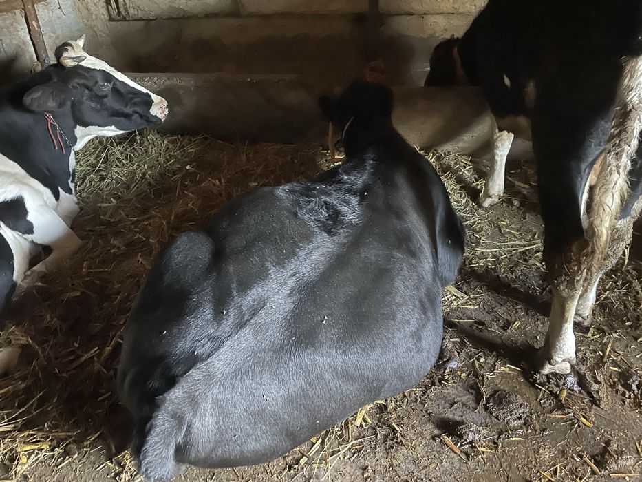 vand junica angus de carne