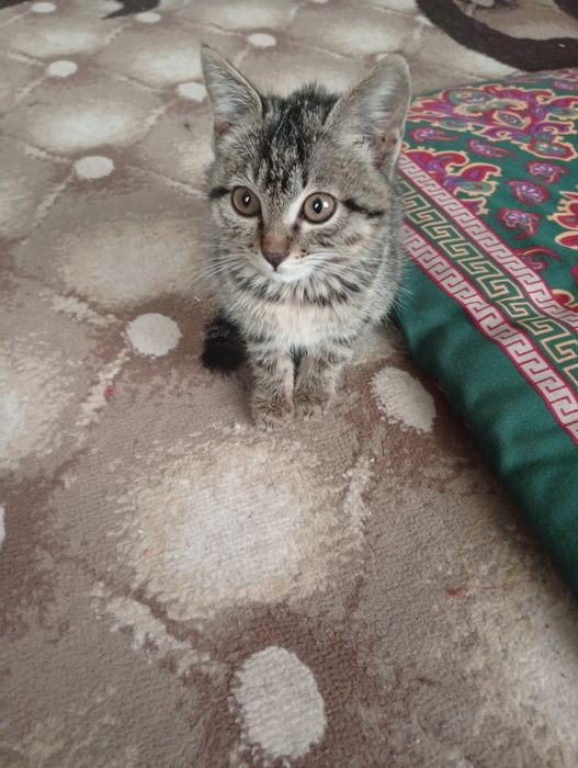 Mushukcha hadyaga beriladi