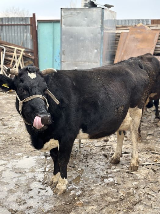 Продаю корову с теленком