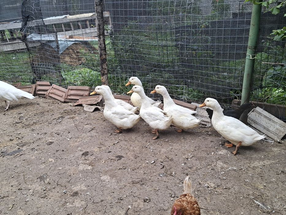 De vânzare  6 rațe măcănitoare