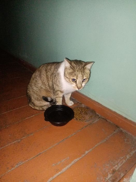 Котик в хорошие добрые руки