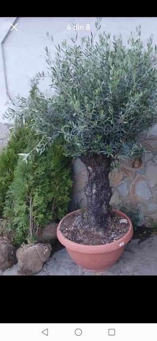 Plante decorative pt exterior