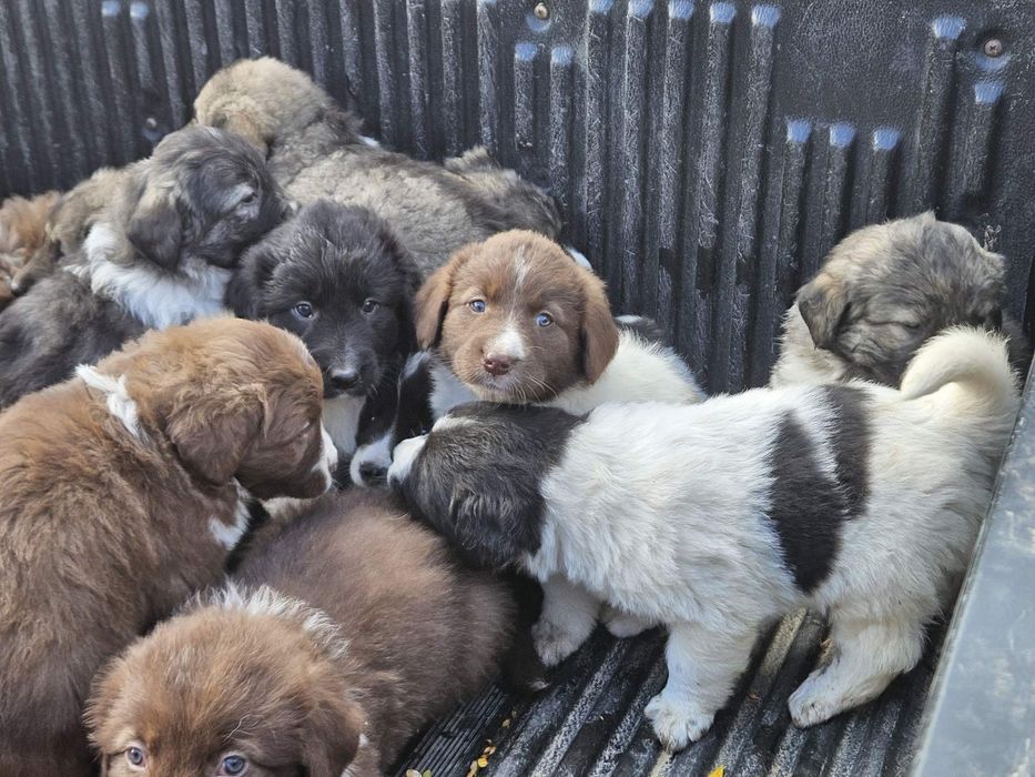 Българско овчарско куче (БОК)