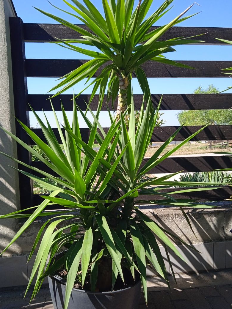 Yucca /Yucca Elephantipes 250cm