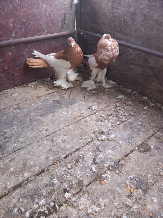 Vând porumbei gusati