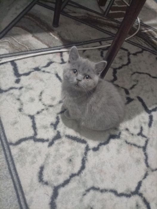 mushukcha sotiladi:)